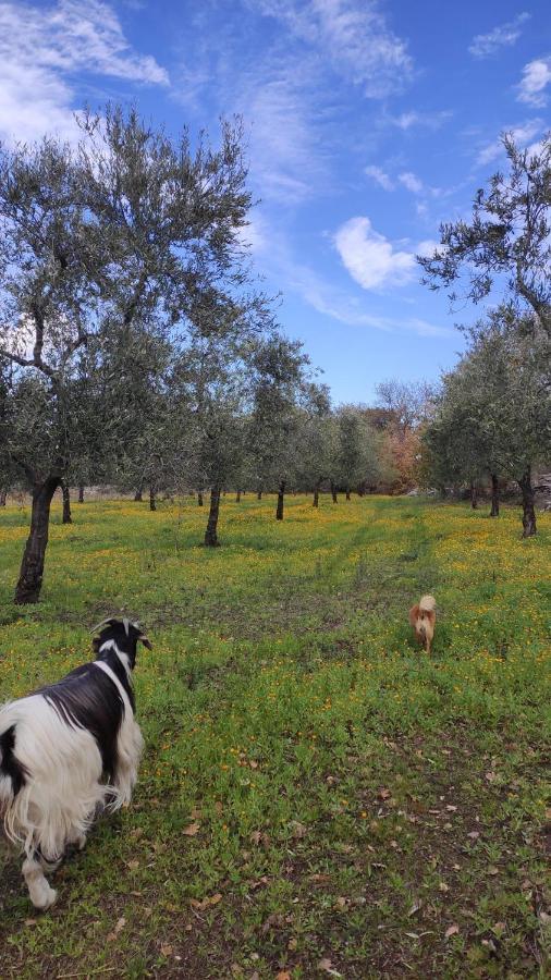 L'Antica Quercia Guest House Andria Bagian luar foto